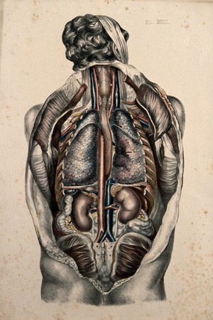 view The body of a man seen from behind with the trunk dissected to reveal the ribs and viscera. Coloured lithograph by William Fairland, 1869.