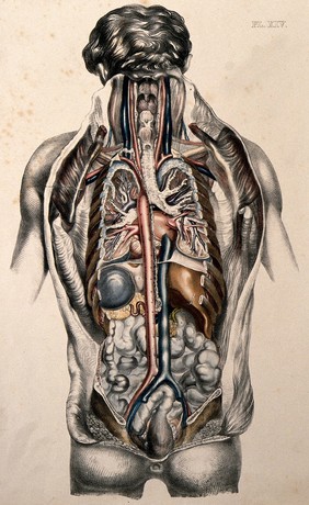 The body of a man seen from behind with the trunk dissected to reveal the ribs and viscera. Coloured lithograph by William Fairland, 1869.