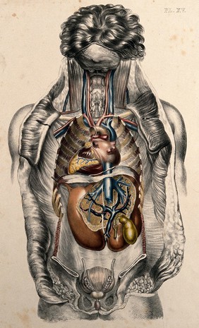 The body of a man seen from the front with the trunk dissected to reveal the ribs and viscera. Coloured lithograph by William Fairland, 1869.