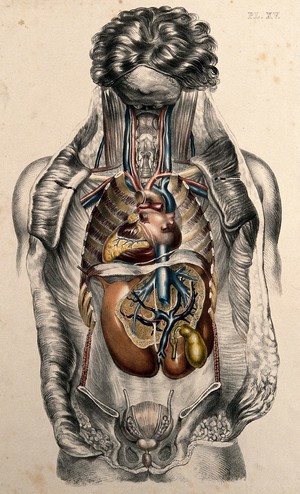 view The body of a man seen from the front with the trunk dissected to reveal the ribs and viscera. Coloured lithograph by William Fairland, 1869.