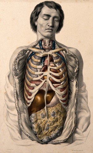 view The body of a man with his trunk dissected to reveal the ribs and viscera. Coloured lithograph by J.B. Léveillé after William Fairland, 1869.