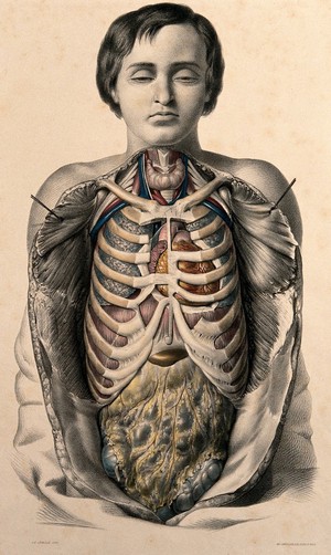 view The body of a youth with his trunk dissected to reveal the ribs and viscera, especially the position of the heart. Coloured lithograph by J.B. Léveillé after William Fairland, 1869.