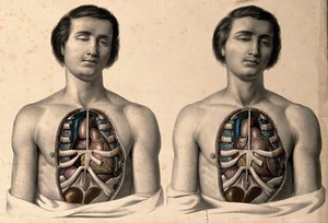 view The body of a youth with his trunk dissected: two figures showing the ribs and viscera, especially the position of the heart in systole and diastole. Coloured lithograph by J.B. Léveillé after William Fairland, 1869.