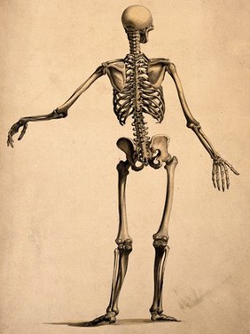 Skeleton, seen from behind, with left arm outstretched. Ink and watercolour, 1830/1835(?), after B.S. Albinus.