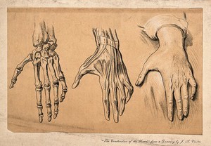 view The hand: three figures, (left to right) bones, muscles, and surface anatomy. Colour lithograph, 1868, after J.A. Vinter.