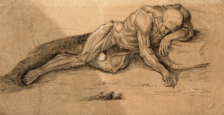 An écorché lying on the ground. Drawing after W. Cowper.