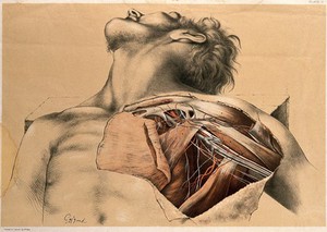 view Dissection showing the axillary blood-vessels and the brachial plexus of nerves. Colour lithograph by G.H. Ford, 1867.