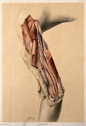 Dissection of the arm, showing the muscles and nerves. Colour lithograph by G.H. Ford, 1863.