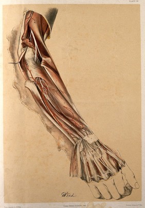 Dissection of the back of the fore-arm and hand. Colour lithograph by G.H. Ford, 1863.