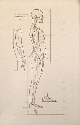 Standing female figure, side view, with scales of proportion: illustration shows the skeleton and outline of the body and includes details of an arm and foot. Lithograph by J.S. Cuthbert, 1789.