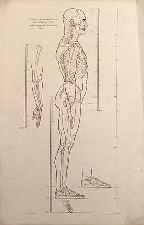 Standing male figure, side view, with scales of proportion: illustration shows the skeleton and outline of the body and includes details of an arm and foot. Lithograph by J.S. Cuthbert, 1789.