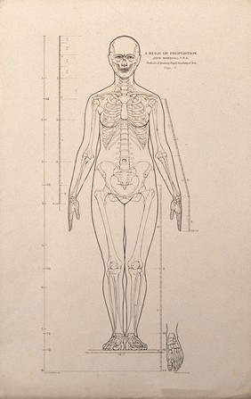 Standing female figure, front view, with scales of proportion: illustration shows the skeleton and outline of the body and includes a detail of a foot. Lithograph by J.S. Cuthbert, 1789.