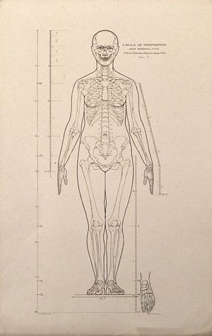 view Standing female figure, front view, with scales of proportion: illustration shows the skeleton and outline of the body and includes a detail of a foot. Lithograph by J.S. Cuthbert, 1789.