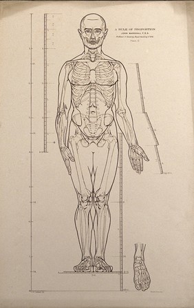 Standing male figure, front view, with scales of proportion: illustration shows the skeleton and outline of the body and includes a detail of a foot. Lithograph by J.S. Cuthbert, 1789.