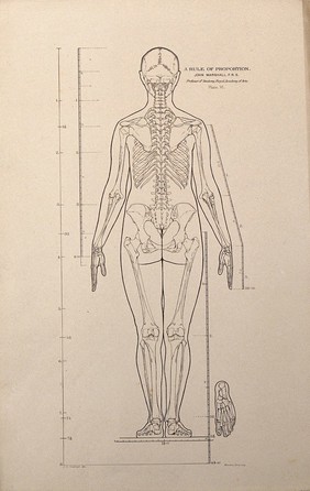 Standing male figure, rear view, with scales of proportion: illustration shows the skeleton and outline of the body and includes a detail of a foot. Lithograph by J.S. Cuthbert, 1789.