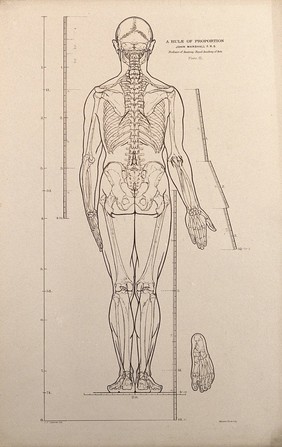 Standing female figure, rear view, with scales of proportion: illustration shows the skeleton and outline of the body and includes a detail of a foot. Lithograph by J.S. Cuthbert, 1789.