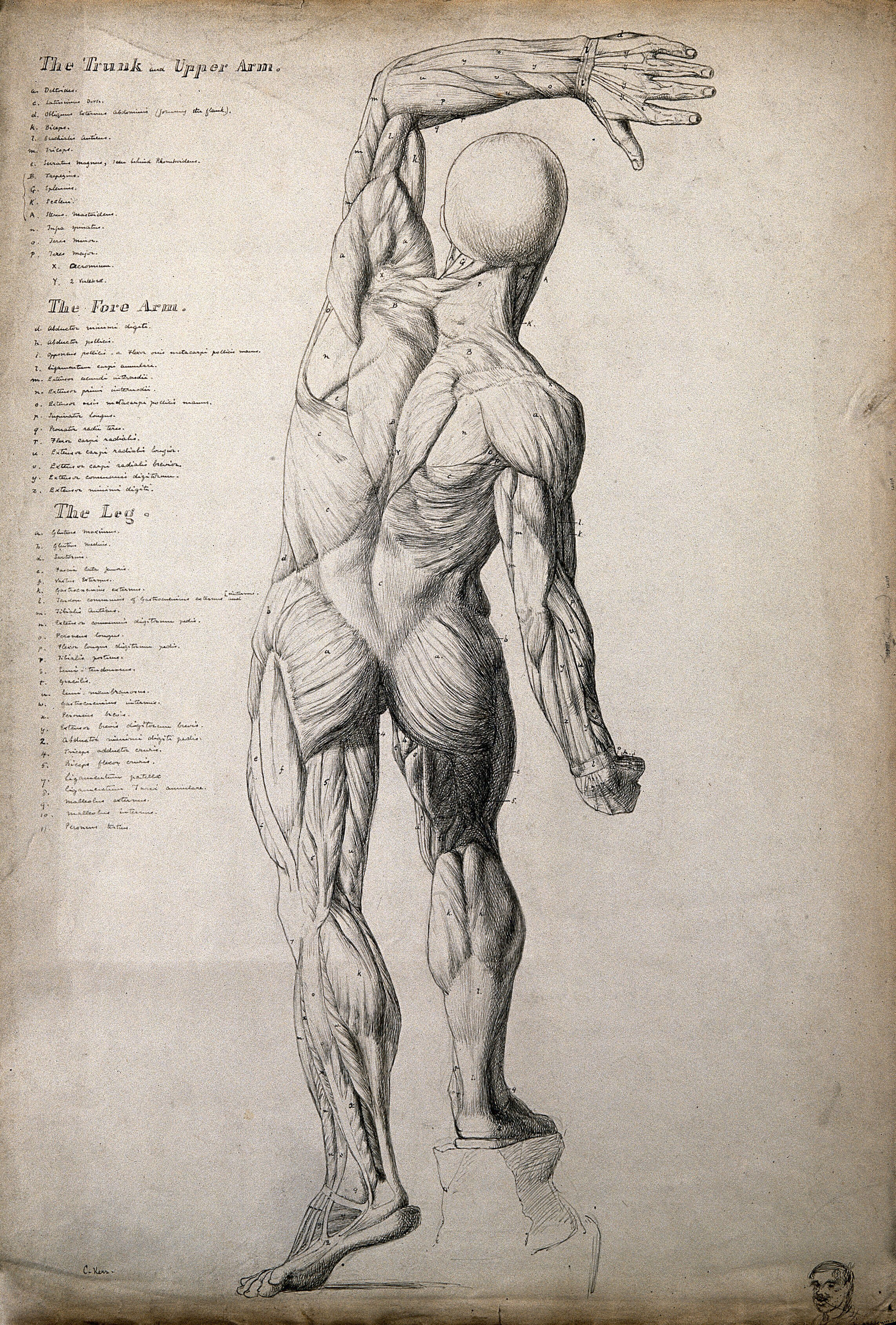 Male Ecorche Figure Rear View With One Arm Raised Above Its Head Pen And Ink Drawing By C Kerr Ca 1874 Wellcome Collection Male Ecorche Figure Rear View With One Arm Raised Above Its Head Pen And Ink Drawing By C Kerr Ca 1874 Wellcome Collection