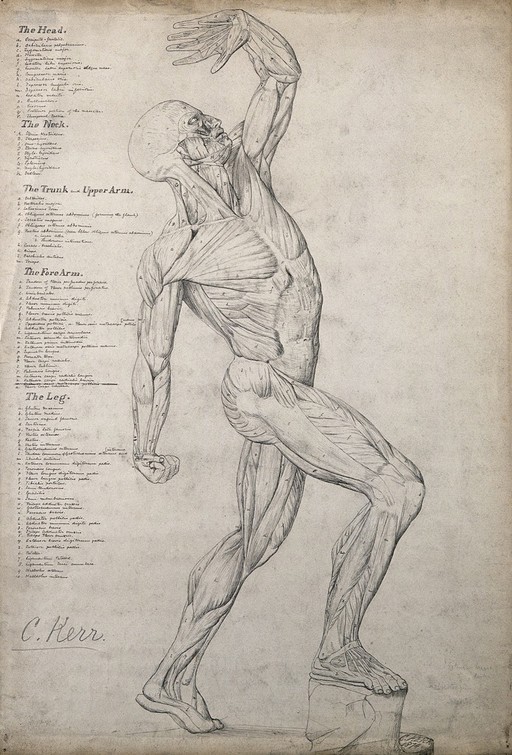 Male écorché figure, side view, with one arm raised above its head. Pen and ink drawing by C. Kerr, 1874.