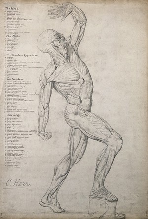 view Male écorché figure, side view, with one arm raised above its head. Pen and ink drawing by C. Kerr, 1874.