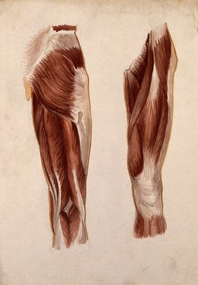Muscles of the upper leg: five écorché figures. Watercolour by A. Mongrédien, ca. 1880.