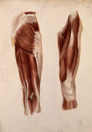 view Muscles of the upper leg: five écorché figures. Watercolour by A. Mongrédien, ca. 1880.