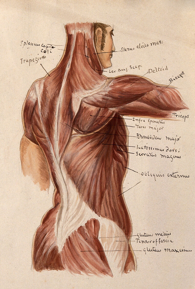 Muscles Of The Trunk An Ecorche Figures Showing A Side View Of The Torso Watercolour By A Mongredien Ca 1880 Wellcome Collection