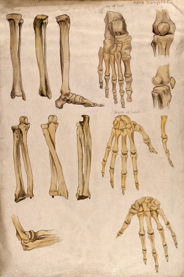 hand and arm bones