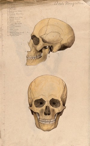 view Skull: two figures, showing side and front views. Watercolour by A. Mongrédien, ca. 1880.