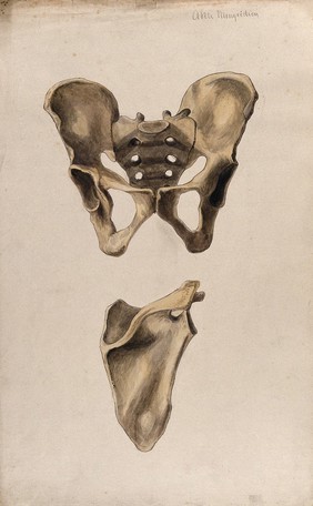 Bones of the pelvis and scapula: two figures. Watercolour by A. Mongrédien, ca. 1880.