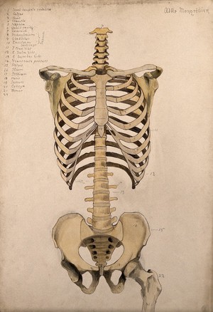 view Bones of the trunk and pelvis: front view. Watercolour by A. Mongrédien, ca. 1880.