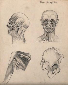 Muscles of the head, face and shoulder, with a side-view of the pelvic bone: four figures. Pencil drawing by A. Mongrédien, ca. 1880.