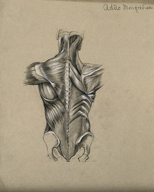 view Muscles of the trunk: back view. Pencil and chalk drawing by A. Mongrédien, ca. 1880.