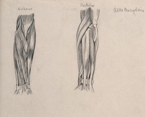 Cartoon Arm Formula | The Drawing Website