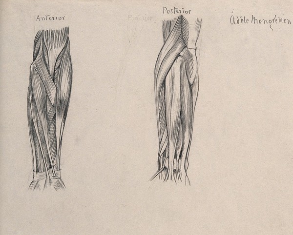 Muscles of the arm [?]. Pencil drawing by A. Mongrédien, ca. 1880.