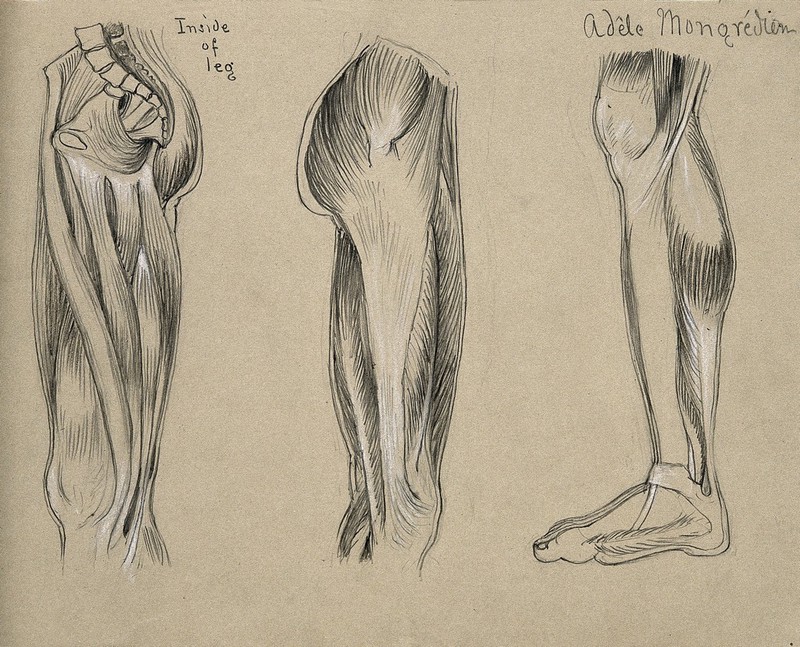 Anatomy and Drawing the Figure in Three Color Chalk [Class in Chicago] @  Evanston Art Center