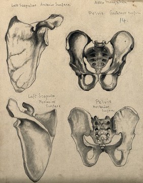 Bones of the pelvis and scapula: four figures. Pencil and chalk drawing by A. Mongrédien, ca. 1880.