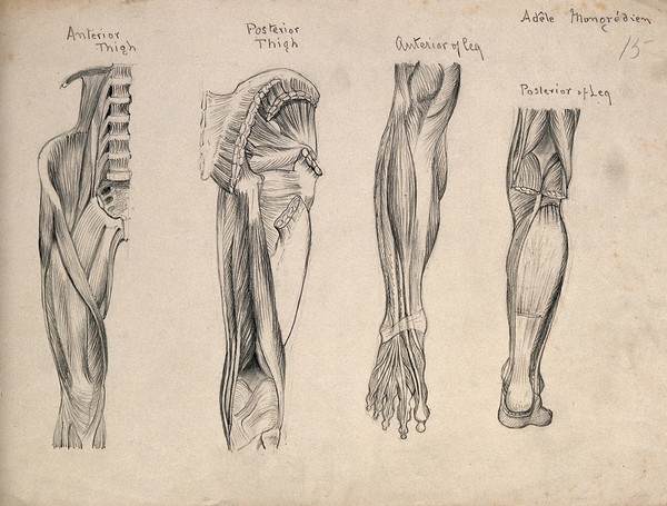 Muscles of the leg and foot: four figures. Pencil drawing by A. Mongrédien, ca. 1880.