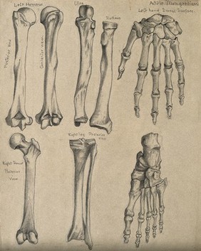 Bones of the arm, leg hand and foot: eight figures. Pencil drawing by A. Mongrédien, ca. 1880.