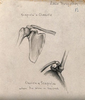 view Scapula and clavicle bones: two figures, including the position of the bones when the arm is raised. Pencil drawing by A. Mongrédien, ca. 1880.