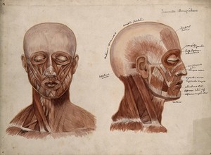 view Muscles of the head and neck: two écorché figures. Watercolour by J. Mongrédien, ca. 1880.