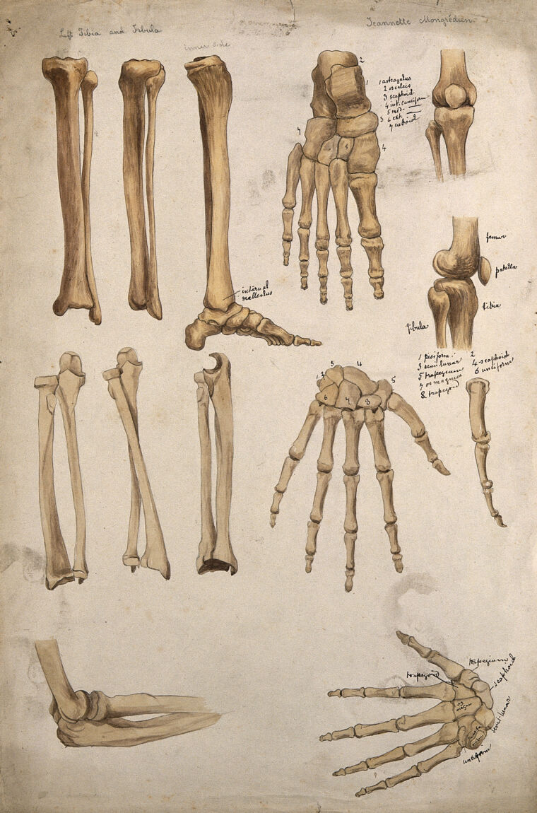 arm and leg bones