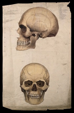 Skull: two figures, showing side and front views. Watercolour by J. Mongrédien, ca. 1880.