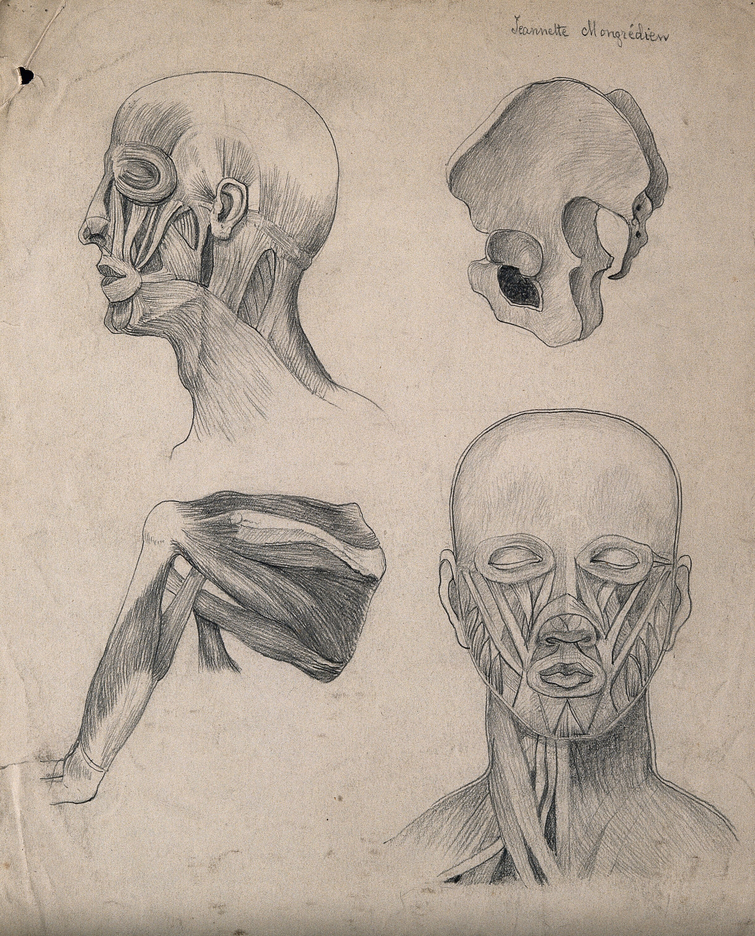Muscles Of The Head Face And Shoulder With A Side View Of The Pelvic Bone Four Figures Pencil Drawing By J Mongredien Ca 1880 Wellcome Collection,Outline Horse Line Drawing