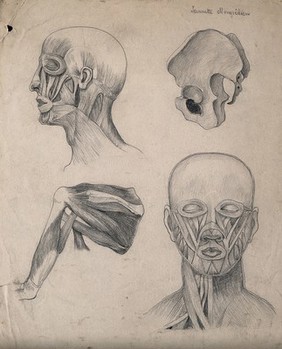 Muscles of the head, face and shoulder, with a side-view of the pelvic bone: four figures. Pencil drawing by J. Mongrédien, ca. 1880.