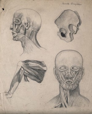 view Muscles of the head, face and shoulder, with a side-view of the pelvic bone: four figures. Pencil drawing by J. Mongrédien, ca. 1880.