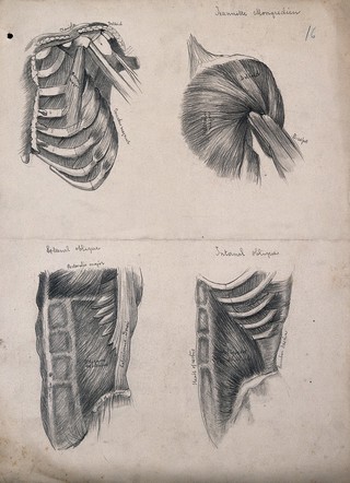Muscles of the trunk: four figures, including the ribcage and shoulder. Pencil drawing by J. Mongrédien, ca. 1880.