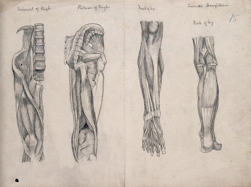 Muscles of the leg and foot: four figures. Pencil drawing by J. Mongrédien, ca. 1880.