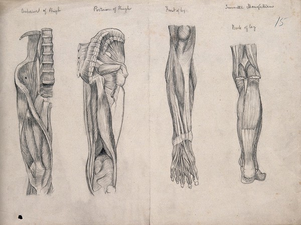 Muscles of the leg and foot: four figures. Pencil drawing by J. Mongrédien, ca. 1880.