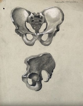 Pelvic bone: front and side views. Pencil and chalk drawing by J. Mongrédien, ca. 1880.