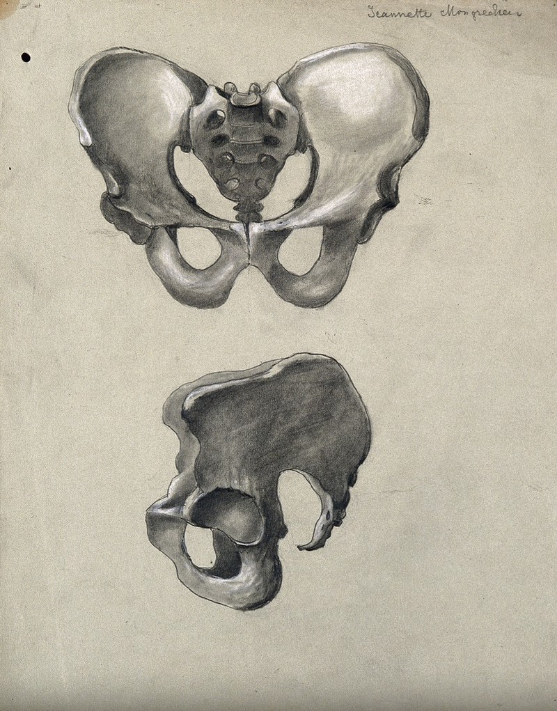 Pelvic bone: front and side views. Pencil and chalk drawing by J.  Mongrédien, ca. 1880.